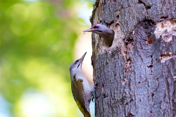 Zwei Grauspechte bewohnen einen Biotopbaum. (© Norbert Wimmer)