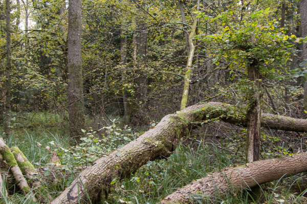 Naturwaldreservat Brucker Lache (© Felix Brundke)