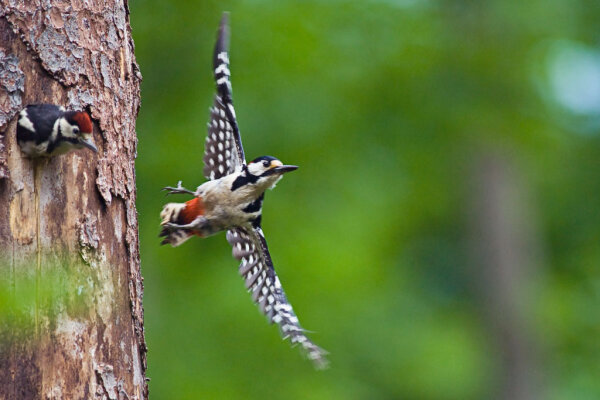 Buntspechte (© Norbert Wimmer)