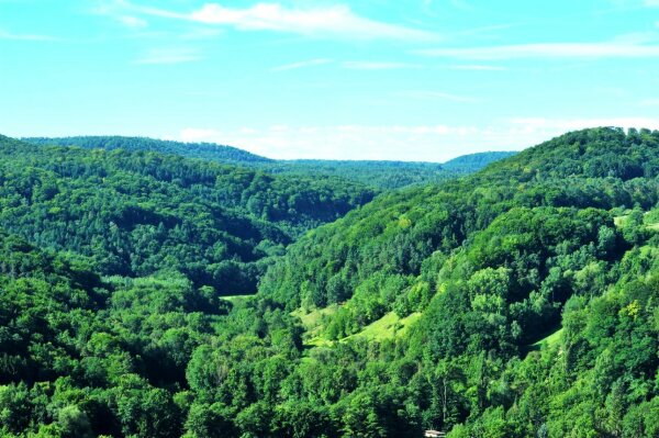 Blick über den Naturwald (© Stephan Thierfelder)