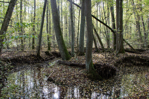 Scharzerlen an einem Bach (© Felix Brundke)