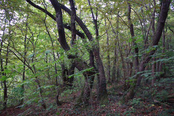 Labkraut-Eichen-Hainbuchenwald auf magerem Standort (© Felix Brundke)