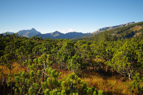 Bergkiefern-Moorwald (© Boris Mittermeier)