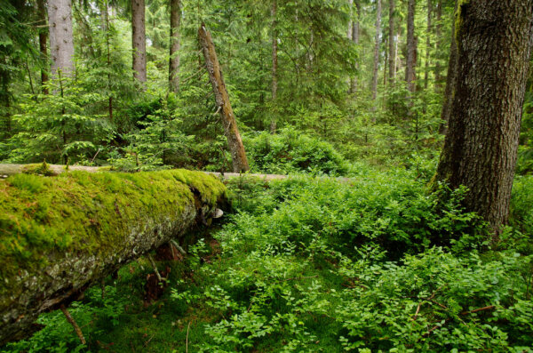 Hainsimsen-Tannenwald (© Boris Mittermeier)