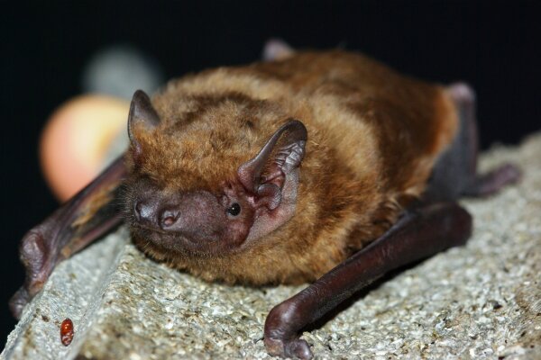 Der großer Abendsegler ist eine waldbewohnende Fledermausart. (© Boris Mittermeier)