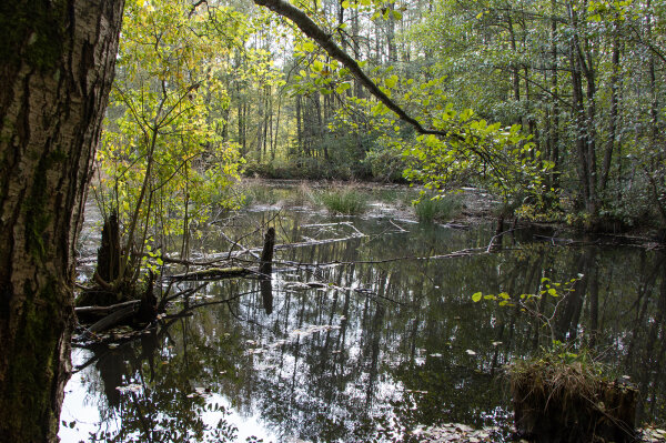 Gewässer im Auwald im Gründlachtal (© Felix Brundke)