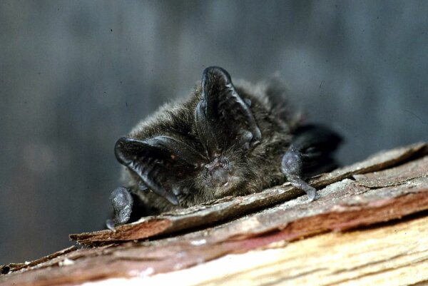 Mopsfledermaus (© H.-J. Fünfstück/www.5erls-naturfotos.de)