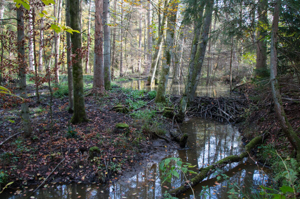 Biberdamm an der Gründlach (© Felix Brundke)