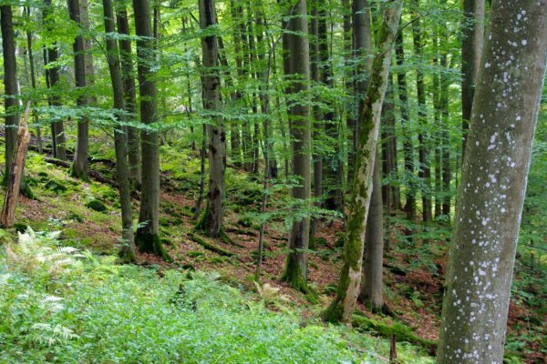 Waldmeister-Buchenwald (© Boris Mittermeier)