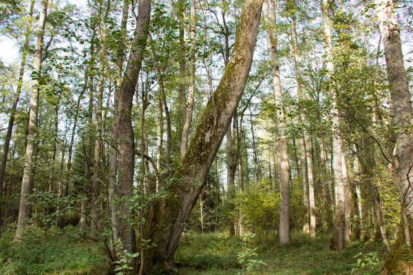 Schwarzerlenbestand im Dormitzer Forst (© Felix Brundke)