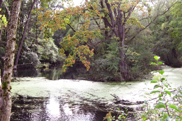 Gewässer im Auwald (© Hans-Jürgen Hirschfelder)