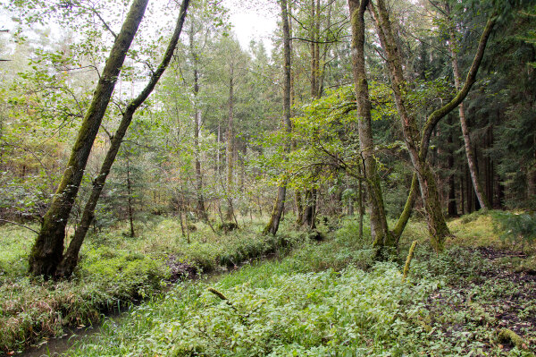 Auwald am Fischbach (© Felix Brundke)