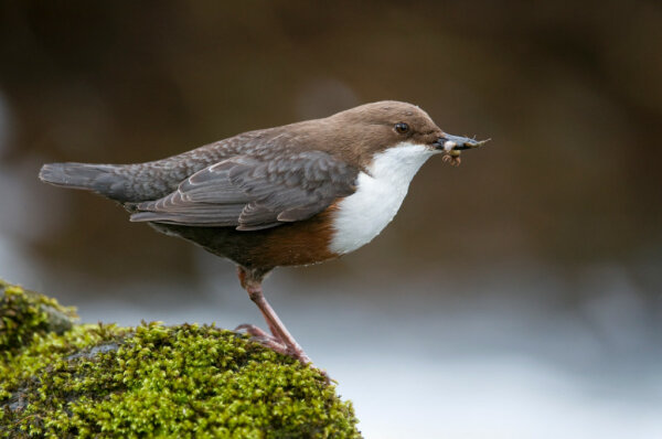 Wasseramsel (© Rudolf Vornehm)