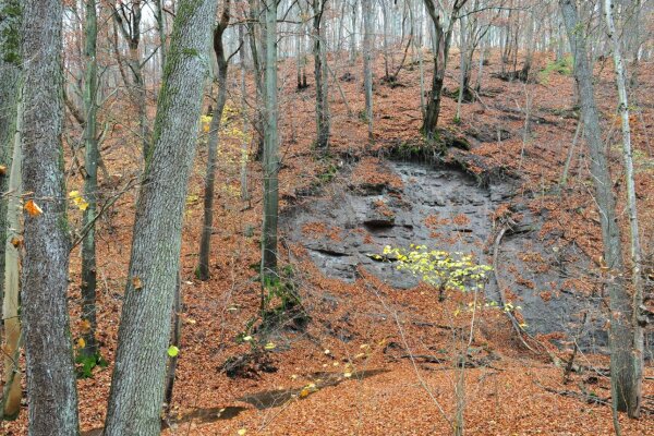 Eichenreicher Wald mit Hanganriss (© Stephan Thierfelder)