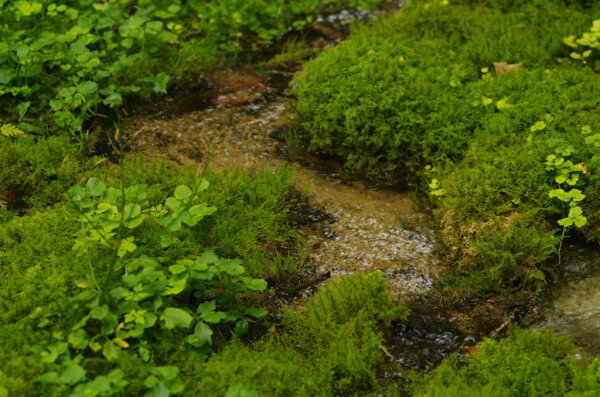 Quellbach (© Boris Mittermeier)