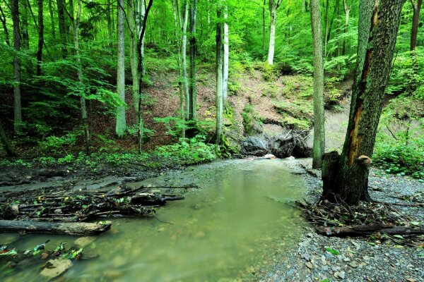 Bachbegleitender Erlen-Eschen-Wald (© Stephan Thierfelder)