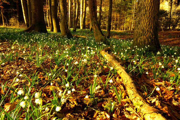 Erlen-Eschen-Sumpfwald (© Boris Mittermeier)