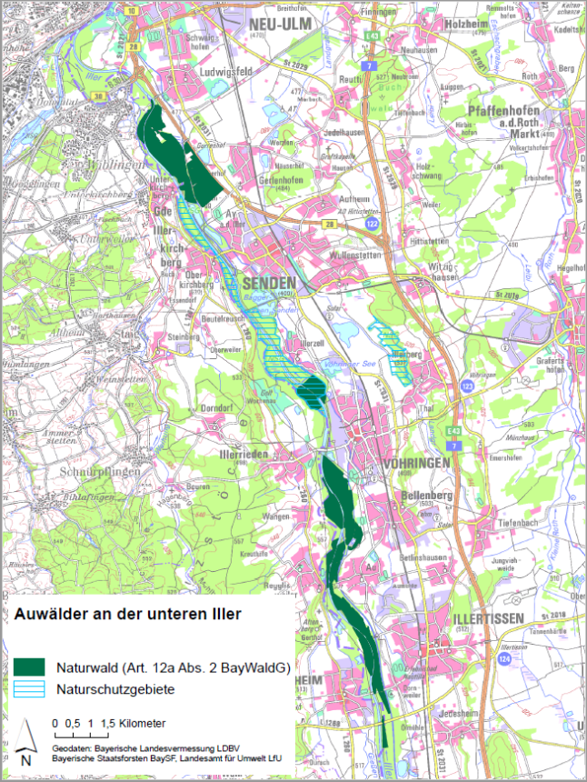 Übersichtskarte des Artenschutzgebiets "Auwälder an der unteren Iller" bei der die Ausweisungen als Naturwaldfläche nach Art. 12 a BayWaldG mit dunkelgrüner Farbe eingezeichnet sind. Naturschutzgebiete sind blau und Naturwaldreservate orange schraffiert. (Geobasisdaten: Bayerische Staatsforsten BaySF, Bayerische Landesvermessung LDBV, Landesamt für Umweld LfU)