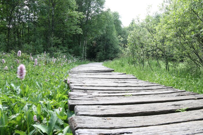 Ein Weg auf Holzplanken führt durch ein Moorgebiet