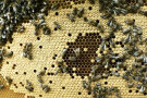 Bienenwabe mit Bienen (Foto: Josef Stangl)