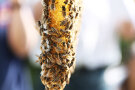 Bienen hängen in einer Traube an einer Bienenwabe (Foto: Renate Koberger).