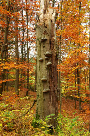 Abgebrochene, morsche Buche mit Pilzkörpern im Herbstwald.