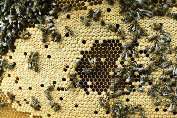Bienenwabe mit verdeckelter Brut - Mit Bienenwachs aus ihren Wachsdrüsen bauen die Bienen ihre Waben. Jedes Bienenvolk produziert pro Jahr etwa 1 kg Wachs. (Foto: Josef Stangl)