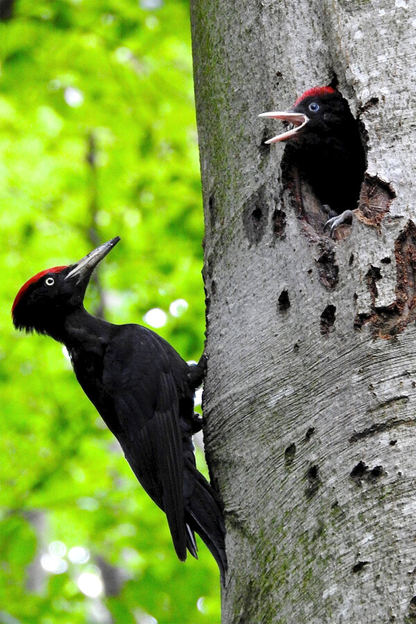 Zwei Schwarzspechte an einem Baum. Einer davon schaut aus einer Baumhöhle heraus. (© Hubert Bosch)