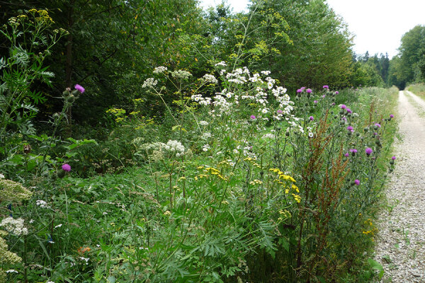 Blühende Bodenvegetation am Wegrand ist perfekt als Nahrung für Bienen geeignet. Waldbesitzer können die gehölzfreien Wegränder z. B. zur Lagerung von Holz nutzen. (Foto: Thomas Kudernatsch).