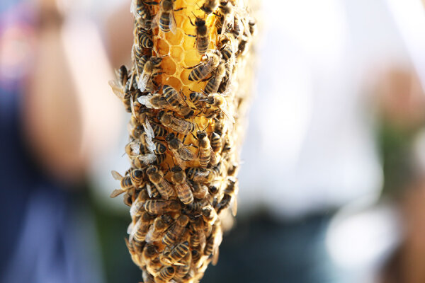 Mit 1 kg Wachs können in den daraus entstandenen 6eckigen Zellen rund 22 kg Honig eingelagert werden (Foto: Renate Koberger).