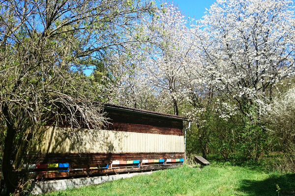 Wenn Bienenkästen unmittelbar im Wald aufgestellt werden, verkürzen sich die Flugzeiten der Bienen und der Ertrag steigt (Foto: Lukas Wack).