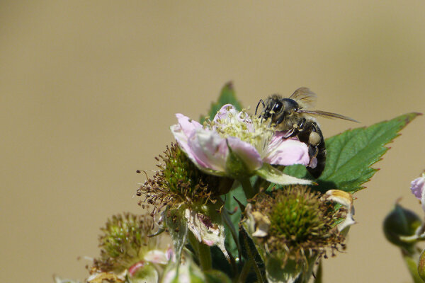 Die Brombeere ist - unter anderem - eine wichtige Nahrungspflanze für Bienen. Durch Auskesseln oder Austreten von bedrängten Forstpflanzen kann sie im Wald erhalten werden ohne jungen Bäumen zu schaden. Auch den Waldbesitzer freuts: Im Vergleich zur flächigen Entfernung der Begleitvegetation bedeuten diese Verfahren eine deutliche Arbeitserleichterung (Foto: Erhard Härtl).