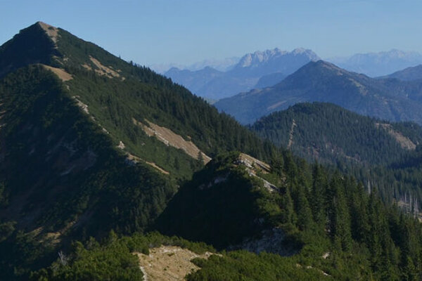 Blick über den Bergwald