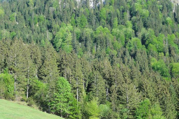 Mit rund 420 Vorratsfestmeter pro Hektar liegt der durchschnittliche Holzvorrat im Bergwald etwa sechs Prozent über dem bayerischen Landesmittel. (Foto: Michael Friedel)