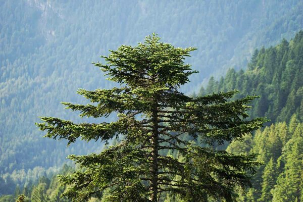 Die Tanne ist die zweithäufigste Nadelbaumart im Alpenraum. (Foto: Michael Friedel)
