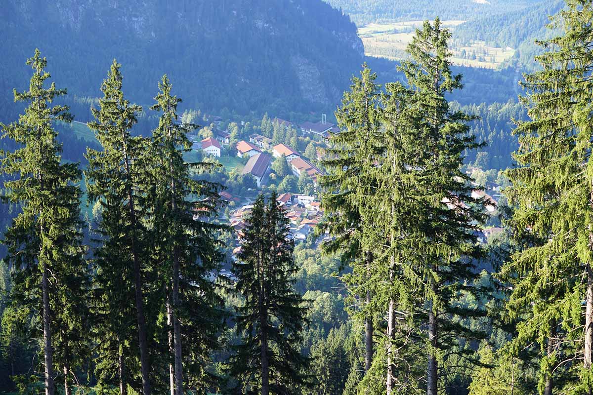 Fichtenwald mit Tal und Berghang im Hintergrund