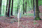 Waldbestand mit Zaun und Installation von technischen Geräten an den Bäumen