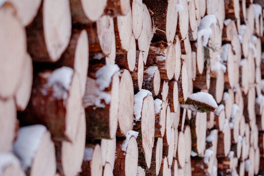 Nadelholzpolter mit etwas Schnee auf den Stirnseiten der Stämme (Foto: Robert Pehlke)