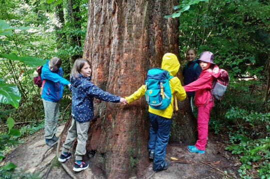 Kinder fassen sich an den Händen um einen Mammutbaum herum