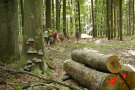 Kinder und Erwachsene laufen durch Laubwald mit Biotopbäumen; im Vordergrund Holzpolter