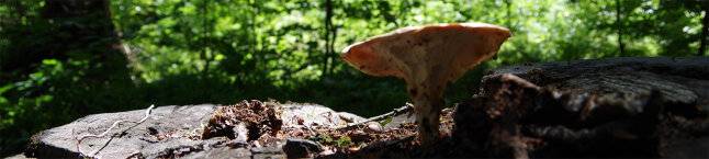 Pilz auf Totholz im Wald (Foto: Rebekka Kornder)
