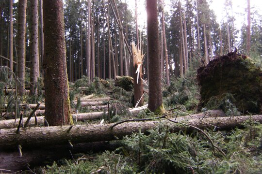 Zahlreiche vom Sturm geworfene und gebrochene Fichten liegen übereinander