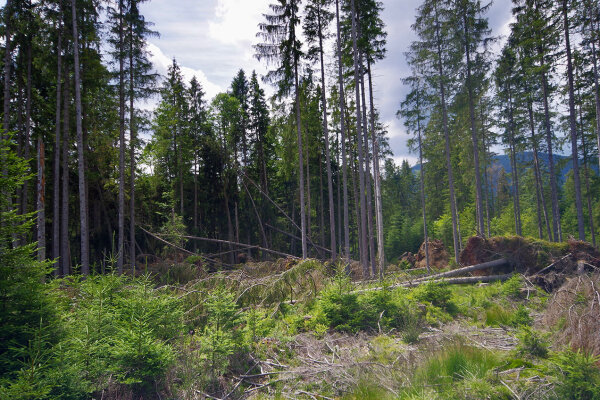 Umgestürzte Bäume nach einem Sturm im Wald