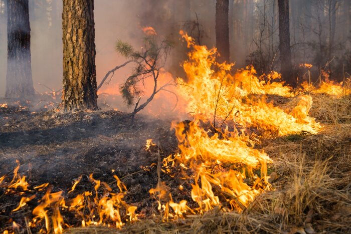 Bodenbrand in einem Waldbestand lässt verkohlten Boden zurück
