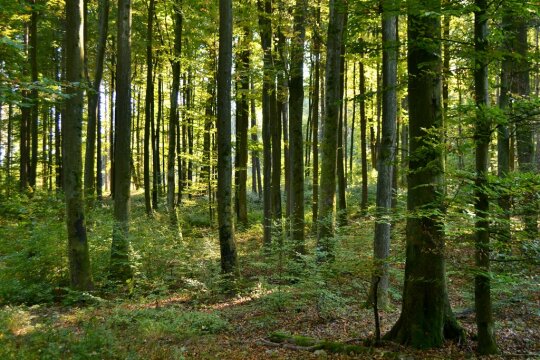 Buchenbestand mit Buchenaturverjüngung