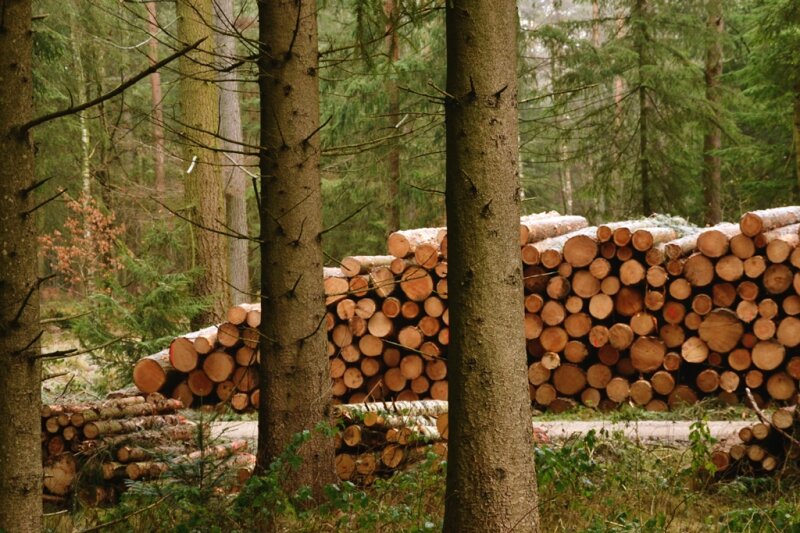 Holzpolter aus Nadelholz an einer Waldstraße