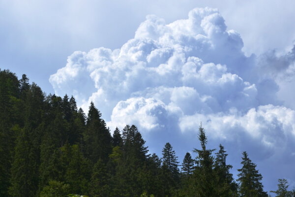 Über einem Wald ziehen mächtige Gewitterwolken auf